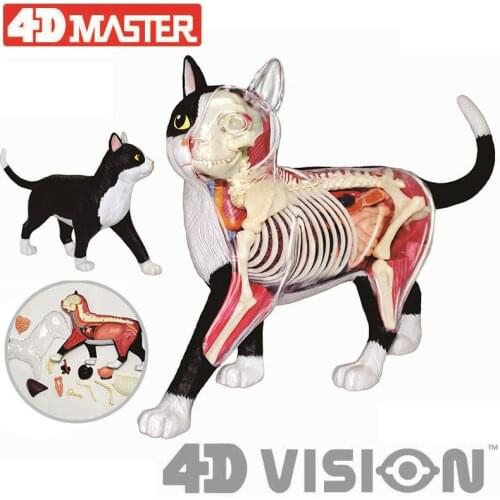 Black and white cats Organ anatomy 4D master puzzle assembly toys Medical models