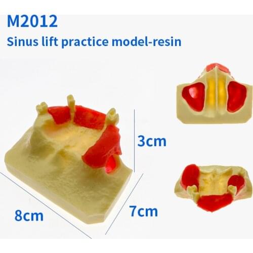 Dental Sinus Lift Practice Teeth Model Typodont Study Model #2013 01