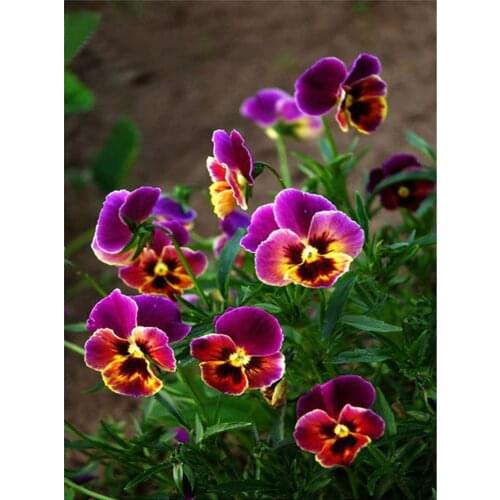 Diamond Painting Full Square Pansies Flower 5D DIY Diamond Embroidery Diamond Mosaic Picture Of Rhinestones Needlework AA111