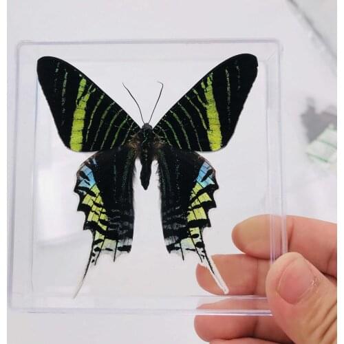 Butterfly specimen ornaments butterfly insect specimens spread wings student creative birthday gift education