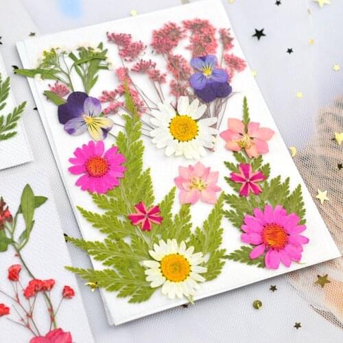 Dried Flower DIY Pressed Flower Photo Pressed Bookmark Embossing Bag Embossing Painting Material Real Flower Leaves Epoxy Mold