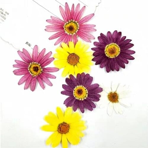 60pcs Pressed Dried Pericallis Hybrid Flower Plants Herbarium For Epoxy Resin Jewelry Making Face Makeup Nail Art Craft