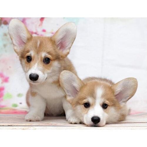 DIY 5D Diamond Mosaic picture Diamond Painting Cross Stitch Welsh Corgi Dog Full diamond Embroidery Birthday Gifts Home Art C806