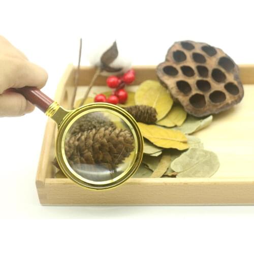 Montessori Sensorial Materials Nature Plants Observation Juguetes Montessori Educational Wooden Toys For Children YF0564H