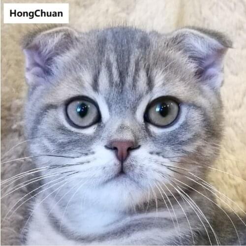 Christmas cute cat 5D DIY square/round diamond painting cross stitch home decoration gift mosaic diamond embroidery