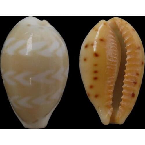 15.mm Palmadusta ziczac Rare NaturalShell Conch Specimen Seashells Fish TankAquarium Decoration Nautical Beach Wedding Decor