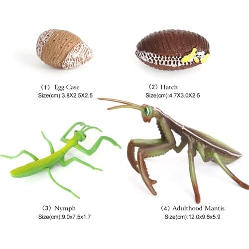 Montessori Animals Growth Cycle Model Plastic Devil Horse Growing Life Cycle Simulation Models Teaching Material for Kids