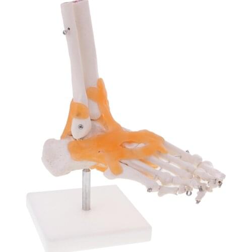 Foot Joint Model With Ligaments,Human Anatomical Model,Life Size