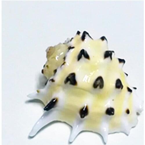 Natural conch shell 2-3 cm yellow specimen spiro rock specimen collection tank made aquarium mediterranean style decoration