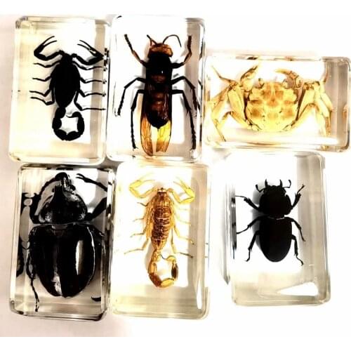 6 pcs Charming Mixed Real scorpion crab bee beetle Insect Taxidermy Embedding Vogue paperweight