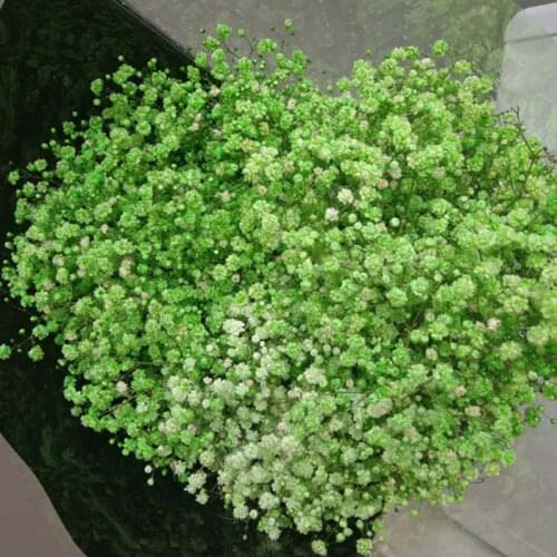 80g Preserve Million Stars Babysbreath Gypsophila Natural Fresh Dried Flower Home Office Living Room Flower Party Decoration