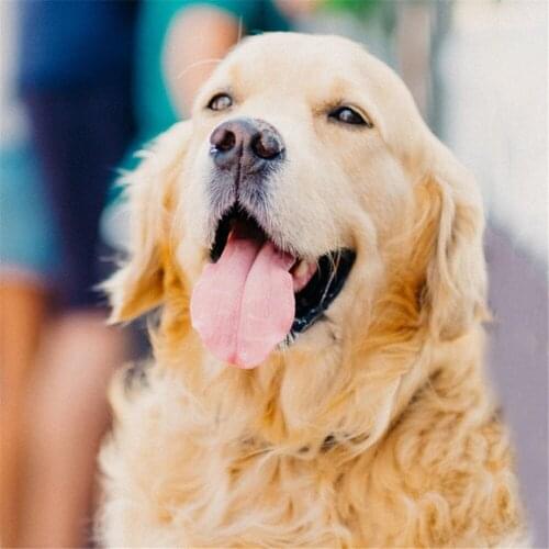 Animal Golden Retriever DIY 11CT Cross Stitch Embroidery Kits Craft Needlework Set Cotton Thread Printed Canvas Home Sale