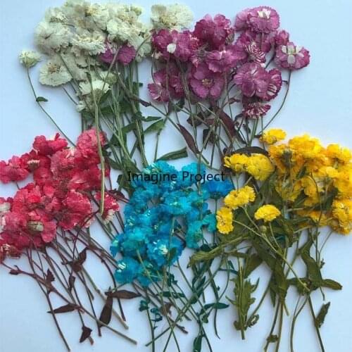12pcs Pressed Dried Bellis Perennis Daisy With Stalk Flower Plants Herbarium For Jewelry Postcard Phone Case Bookmark Craft DIY