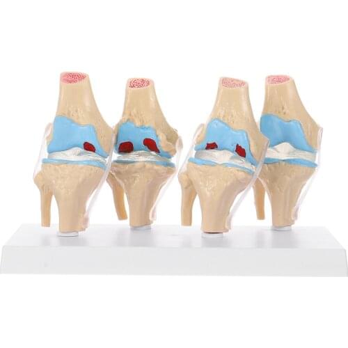 NUOLUX Anatomical Models