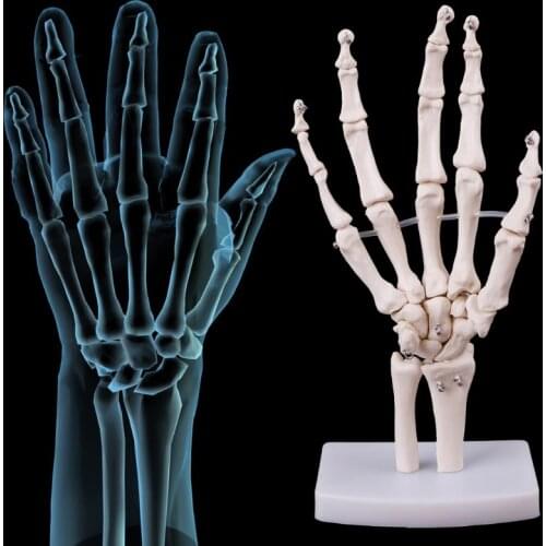 Hand Joint Anatomical Skeleton Model Human Medical Anatomy Study Tool Life Size