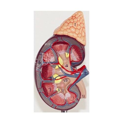 Kidney model with adrenal gland naturally large kidney urinary system structure model