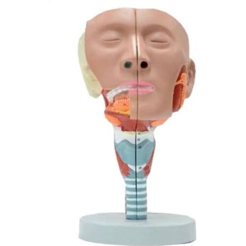 Human nose, throat, trachea, and cricopharyngeal muscle anatomical model