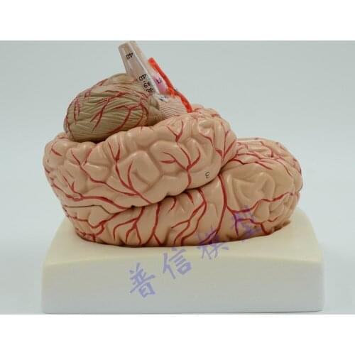 Free shipping&Cerebral artery model,human brain anatomical model, brain stem model, brain structure model,Medical anatomy