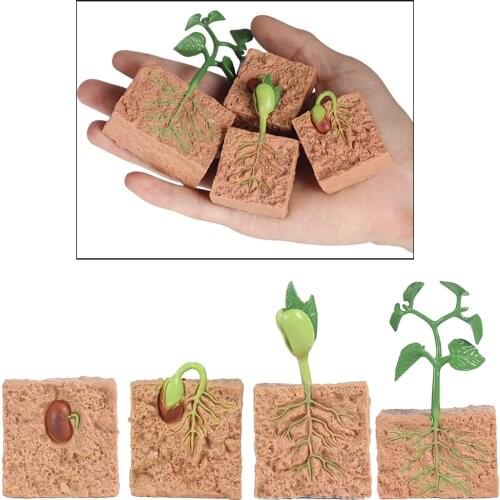 Meticulously Designed Soybeans Seeds Lifecycle Models,Educational Accessory to Our Live Plant Kit