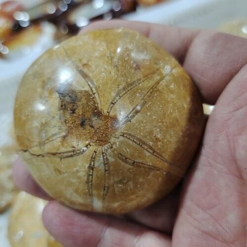 Natural Starfish fossil crystal specimen