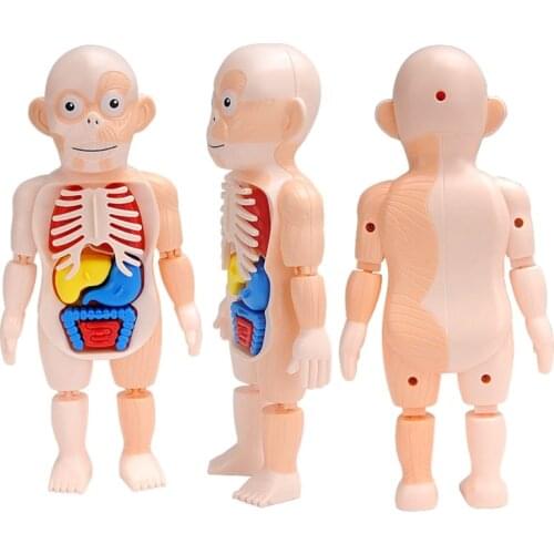 1Set Interactive DIY Toy 3D Anatomy Game Puzzle with Assembly Organ Blocks Toy Stacking Block Jigsaw Education Supplies