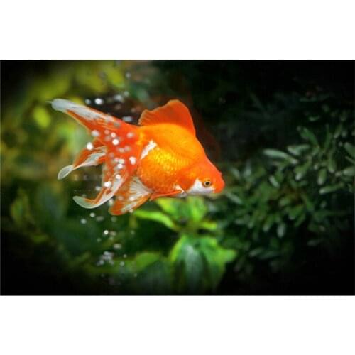 DIY diamond embroidery kits fish a mosaic crafts hobby in needlework Goldfish Aquarium picture rhinestones decor pattern A6820R