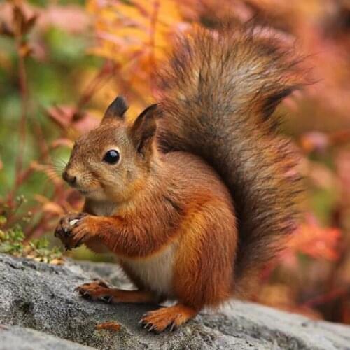 5D Diy Daimond Painting Diamond Rhinestone Full Round Drill Diamond Embroidery Animal Squirrel Forest Animal Picture