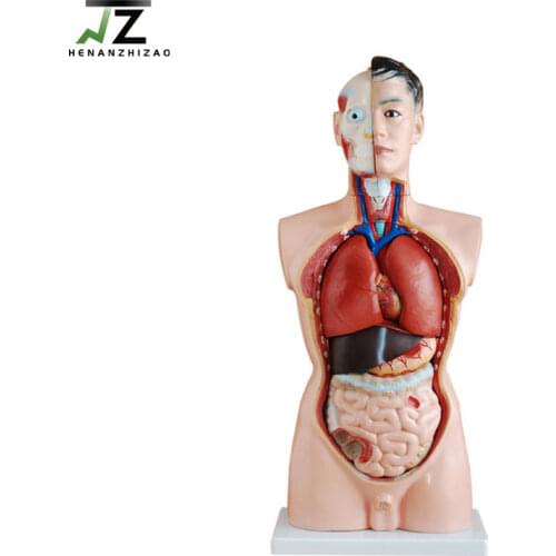 Medical 85cm 19 Parts anatomical Human Male Torso Model