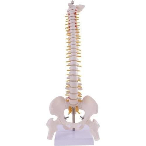 45cm Life Size Vertebral Column Human Spine Anatomical anatomy Model Skeleton instrument Medical supplies tools