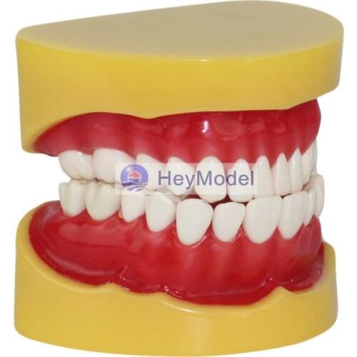HeyModel Human Teeth extraction Model