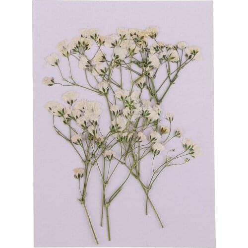 10 Pressed Dried Flower Babys Breath DIY Phone Case Bookmark Resin Jewelry Artificial Decorations