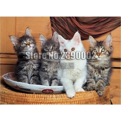 5d Diy Diamond Painting Art Maine Coon Cats Photography Cross Stitch Diamond Embroidery full Mosaic Paintings Home Decor Gifts