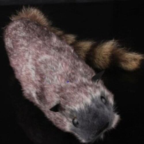 The Rocky Raccoon Robbie Magic Tricks Appearing Magie Stage Illusion Gimmick Props comedy