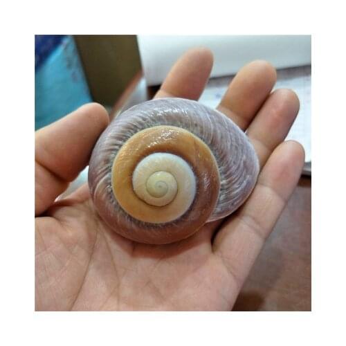 Mediterranean Natural Seashells Conchs Bread Snail Fish Tank Bottom Home decoration Childrens Toys