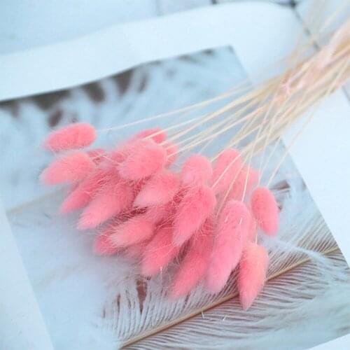 Lago-tail Flower Small Natural Dried Flowers Bouquet Dry Flowers Press Mini Decorative Photography Photo Backdrop Decor