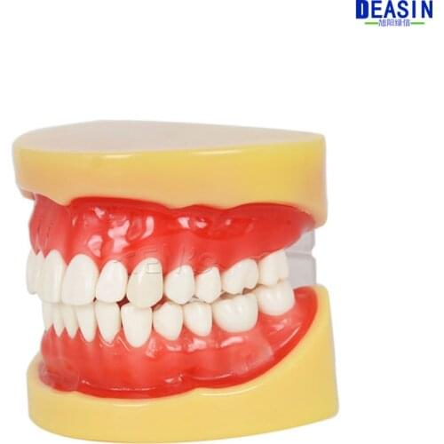 High Quality Dental All teeth Removable Standard Teeth Tooth Model 28 pcs teeth student learning model