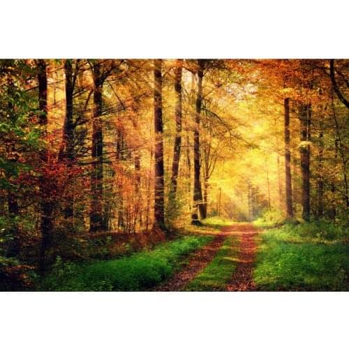 Early Autumn Sunny Forest Pathway Photography Backgrounds Vinyl Portrait Photographic Backdrops For Home Decor Photo Studio