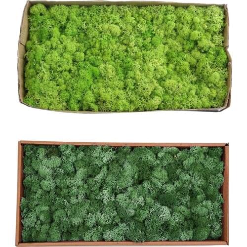 2pcs Natural Norwegian Reindeer Moss Preserved Dried Craft Flower Stamen Crafts