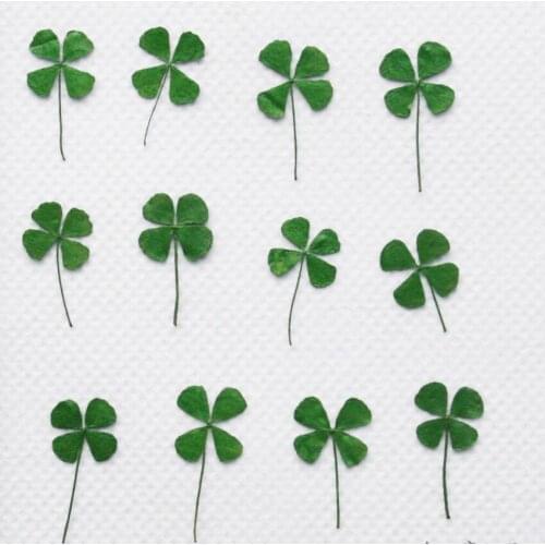 250pcs Pressed Dried Clover Four Leaf Plant Herbarium For Epoxy Resin Makeup Jewelry Postcard Invitation Card Phone Case DIY