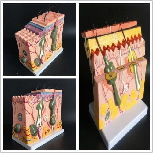 35/50/70X Skin structure anatomical teaching model hree-dimensional organization hierarchical structure suture teaching mold