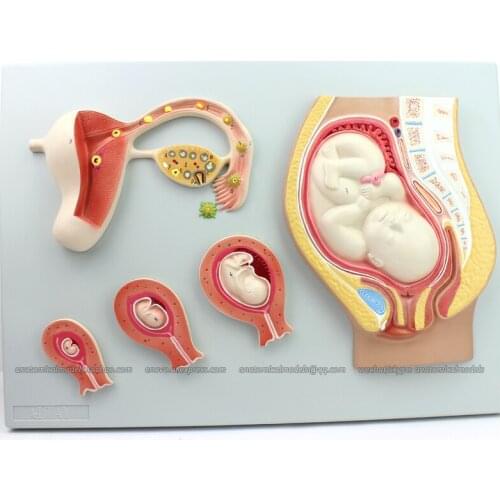 CMAM/12453 Fetal Development, Genitourinary Medical Teaching Anatomical Model