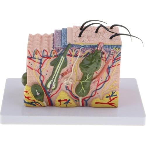 Magnify 35X Human Anatomical Skin Texture Subcutaneous Tissue Dissection Model Anatomy Biology Medical Teaching Aids