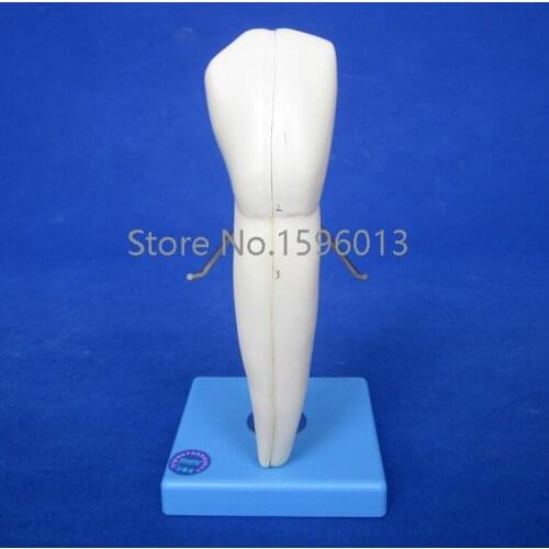 Lower Canine model, teeth model,dental model