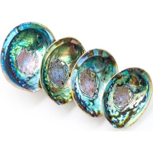 Natural New Zealand Abalone Shell Conch Holy Wooden Holder Meditation DIY Home Decoration Wedding Landscape Decoraition Crafts