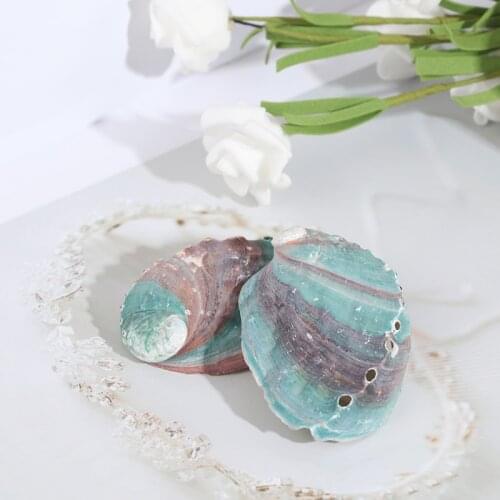 Natural Sea Shells Abalone Shell Nautical Decor Soap Landscape Fish Diy Aquarium Wedding Dish Tank Home Decor 6-7cm