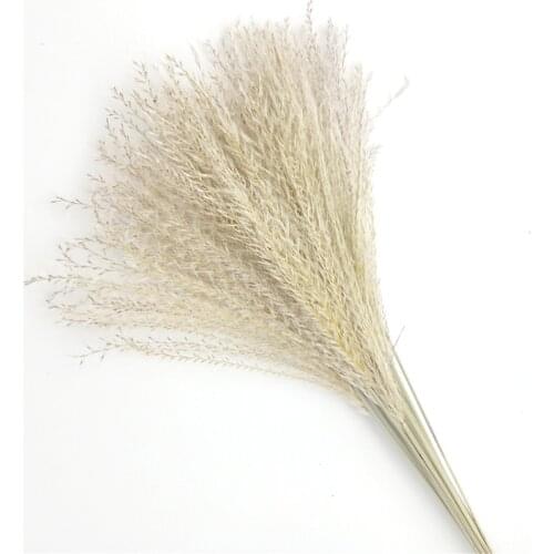 25 pcs Wedding pampas flower natural real pampas grass dried decor home office plant ornaments