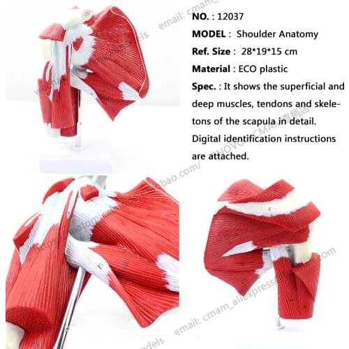 CMAM/12037 Model of Shoulder with Deep Muscle, Plastic Human Body Muscle Teaching Anatomical Model