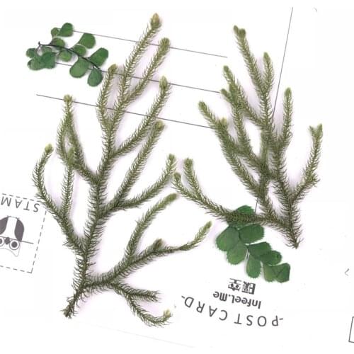 4-7cm/24pcs,Natural Pressed real Lycopodium,club moss DIY Wedding invitation Craft Bookmark christmas party gift Card Decoration