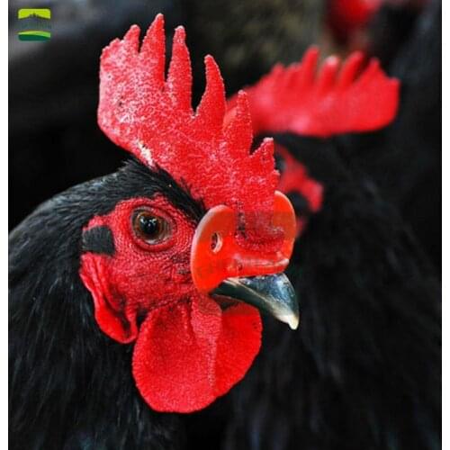 500 sets Medium Chicken Farm Pheasant Chicken Goggles Cock Glasses Laying Hens Pheasant Anti-pecking Glasses Beak Clasps