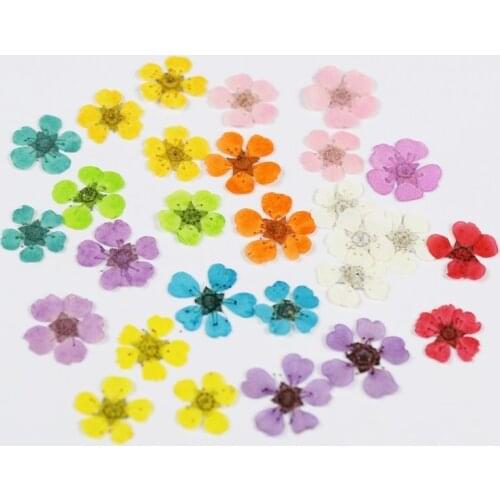 20pcs Pressed Dried Sorbaria sorbifolia Flower For Epoxy Resin Jewelry Making Makeup Face Nail Art Craft DIY Accessories